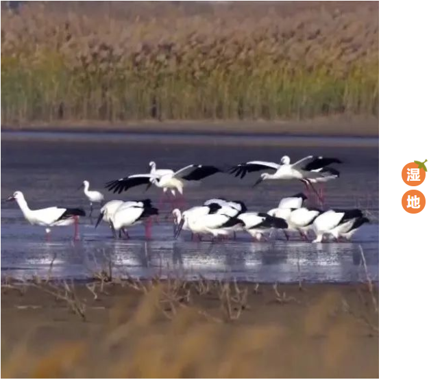 “五保”黄河，幸福流长