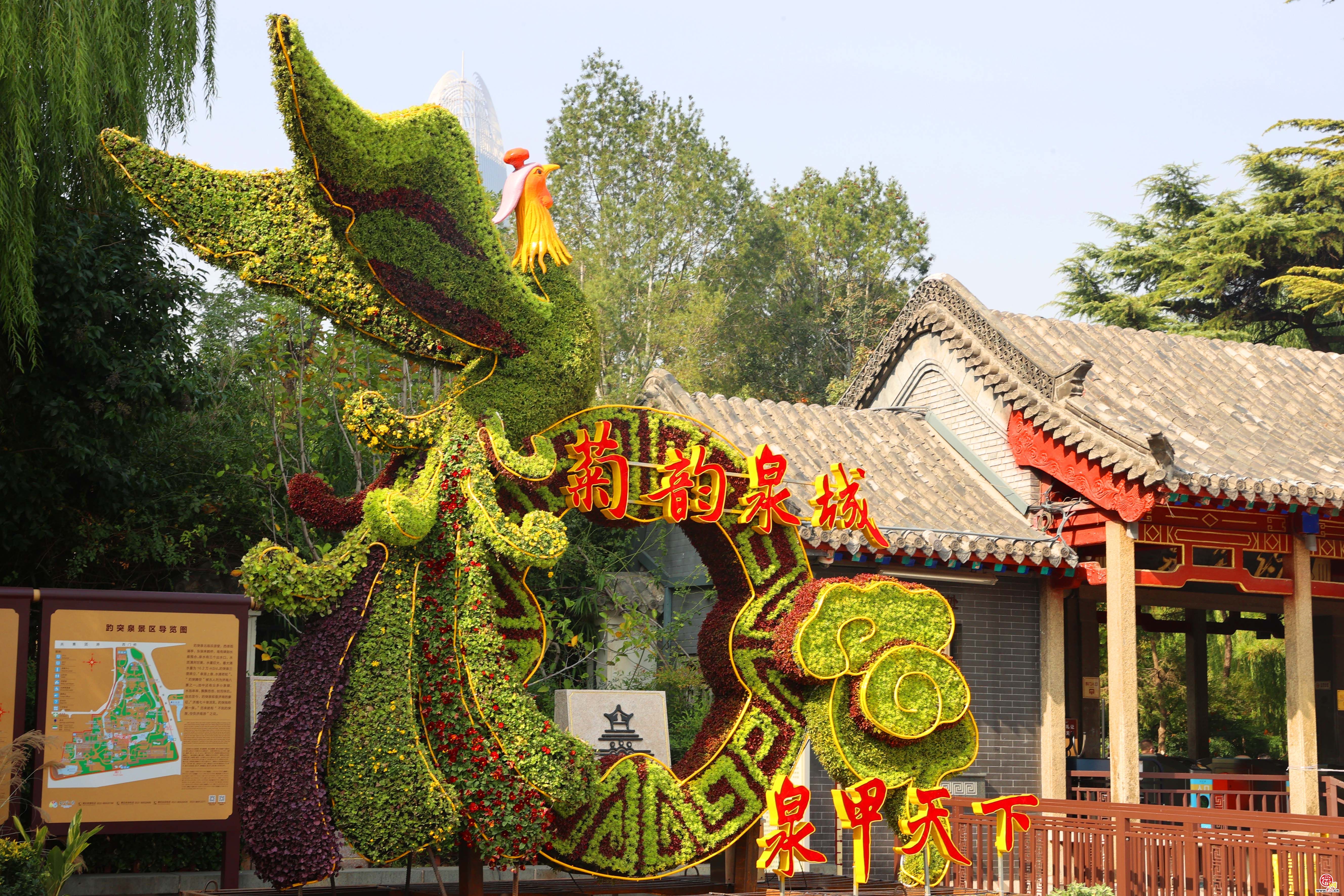 济南趵突泉畔菊香四溢 金秋菊展即将开启