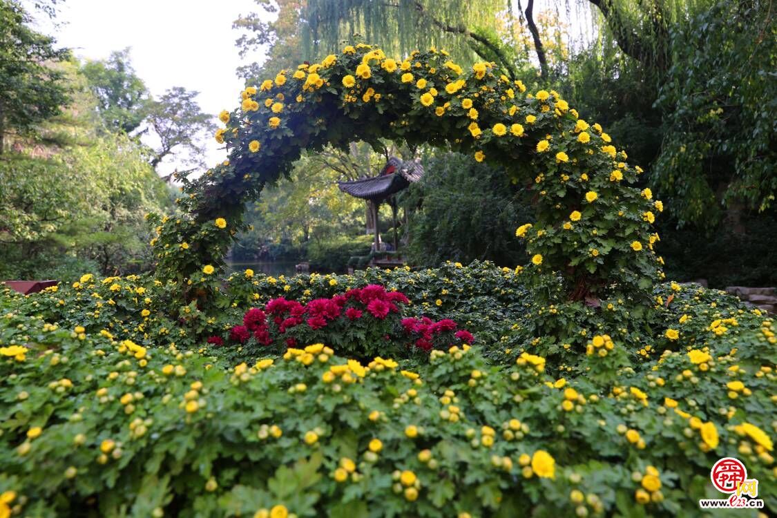 济南趵突泉畔菊香四溢 金秋菊展即将开启