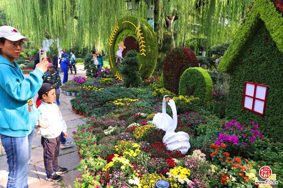 济南趵突泉畔菊香四溢 金秋菊展即将开启