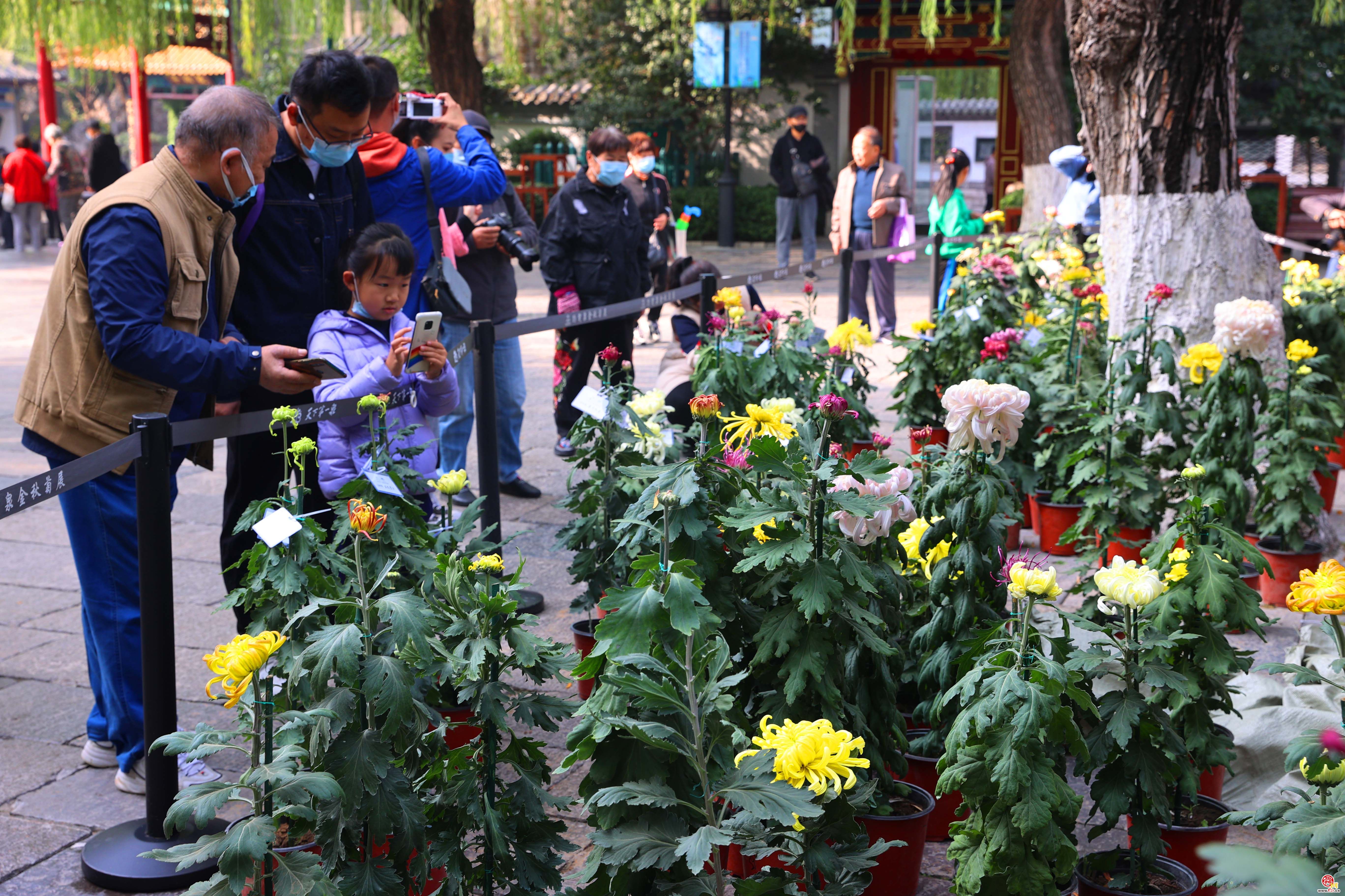 济南趵突泉畔菊香四溢 金秋菊展即将开启