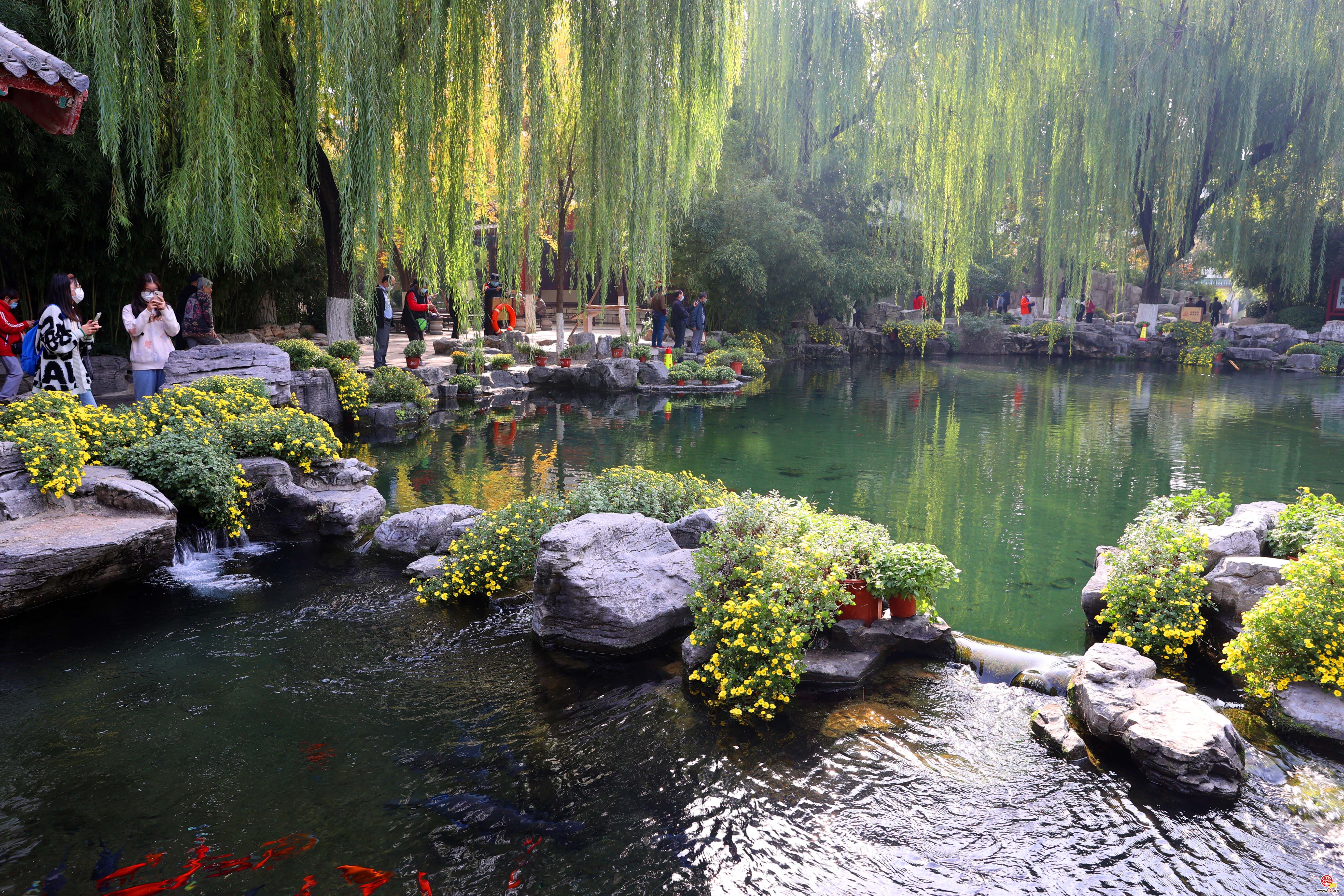 济南趵突泉畔菊香四溢 金秋菊展即将开启