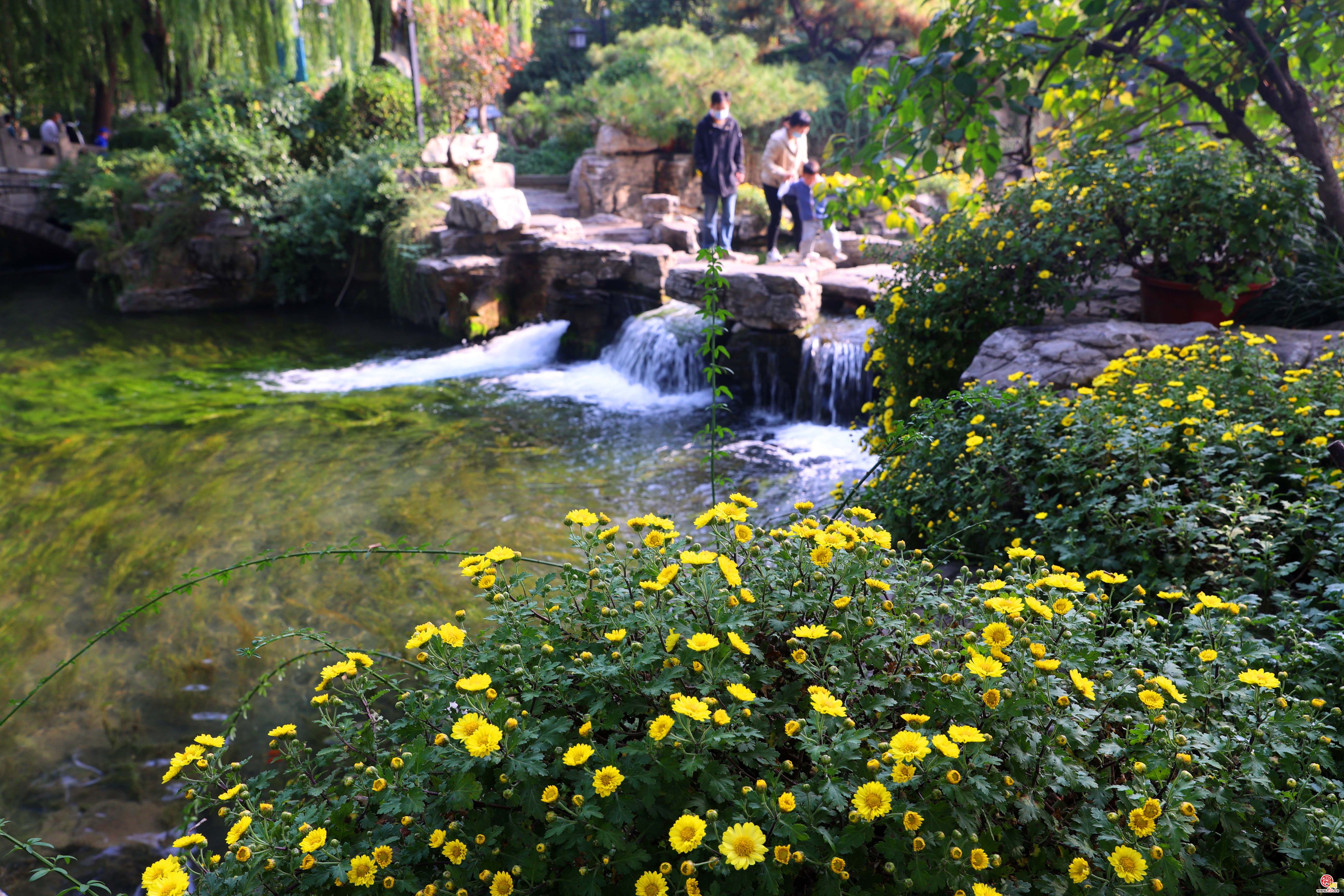 济南趵突泉畔菊香四溢 金秋菊展即将开启