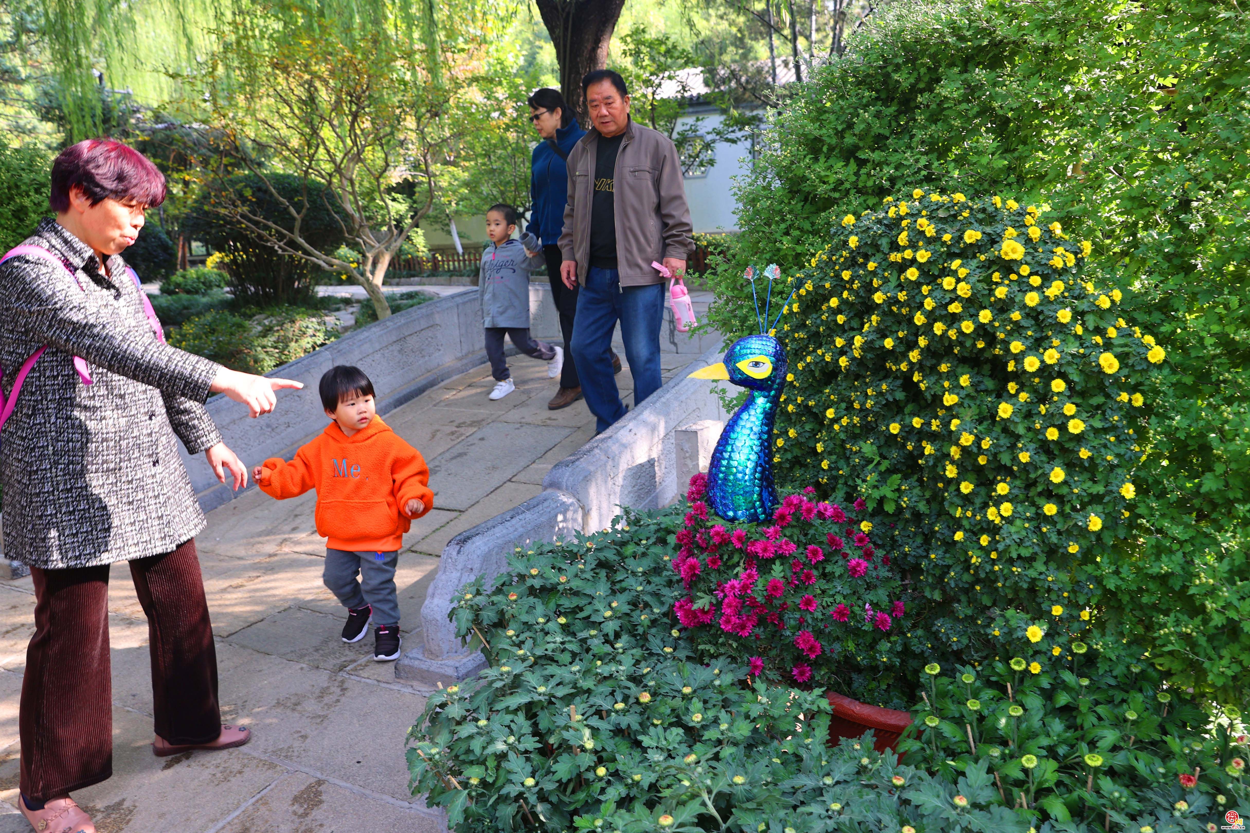 济南趵突泉畔菊香四溢 金秋菊展即将开启