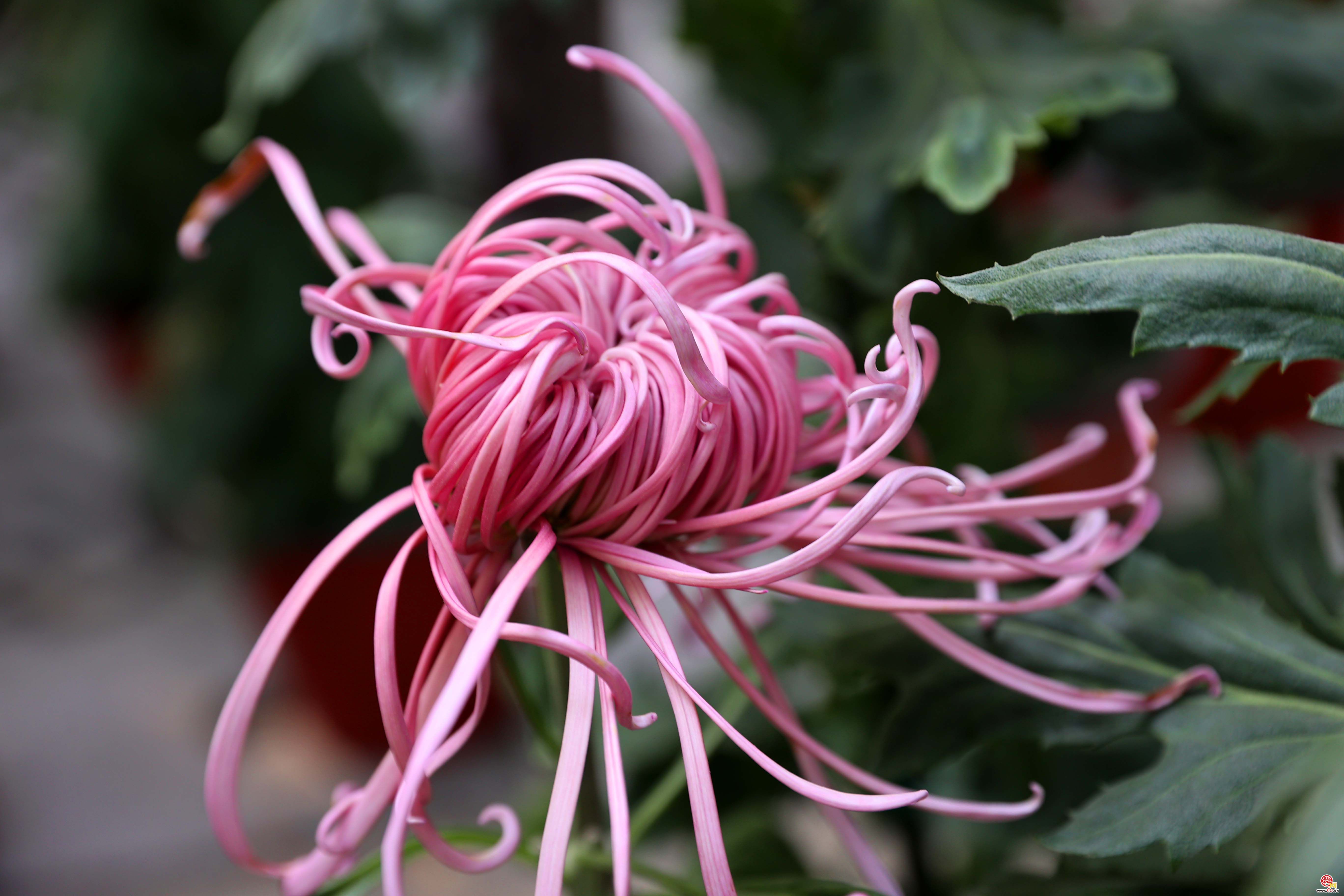 济南趵突泉畔菊香四溢 金秋菊展即将开启