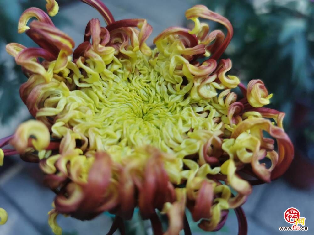 济南趵突泉畔菊香四溢 金秋菊展即将开启