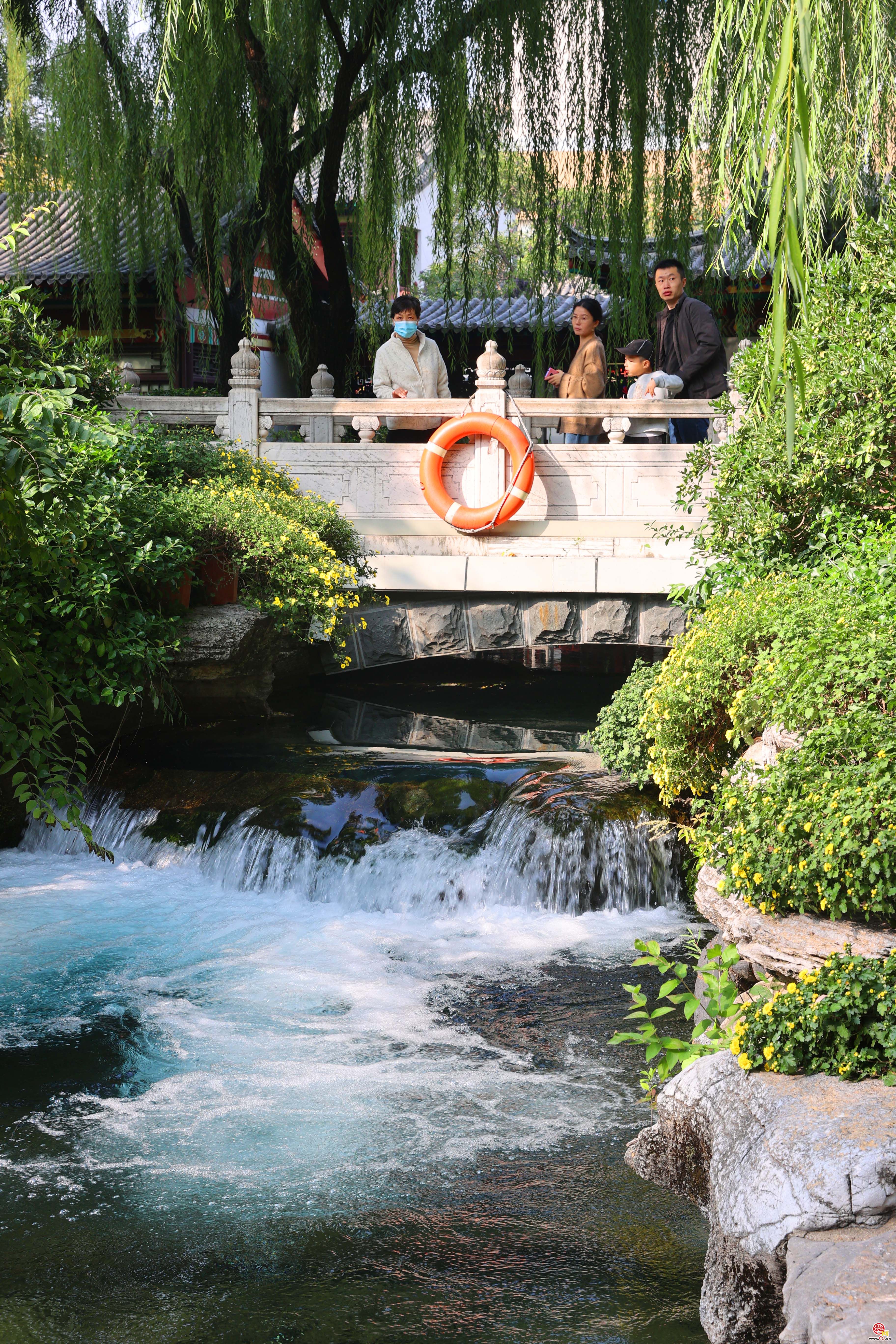 济南趵突泉畔菊香四溢 金秋菊展即将开启