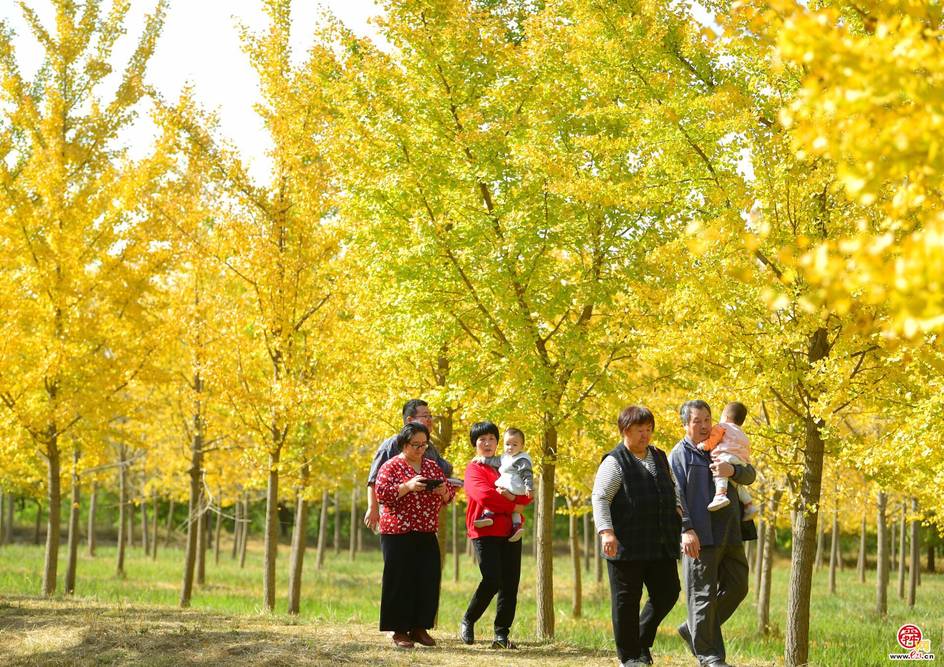 千亩银杏披“金甲”，霜降之后醉游人