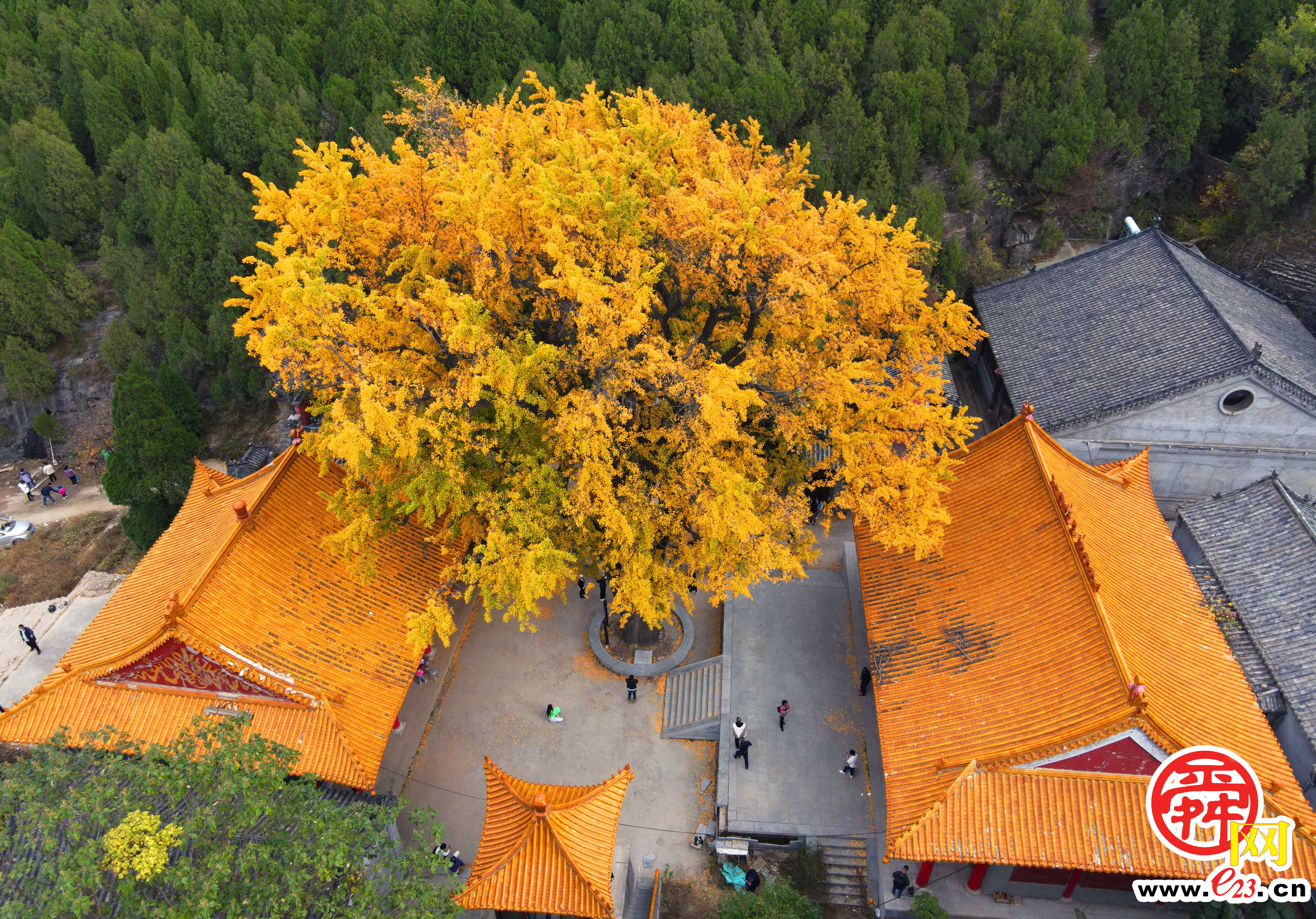 千年银杏树披金甲 青山之中好壮观