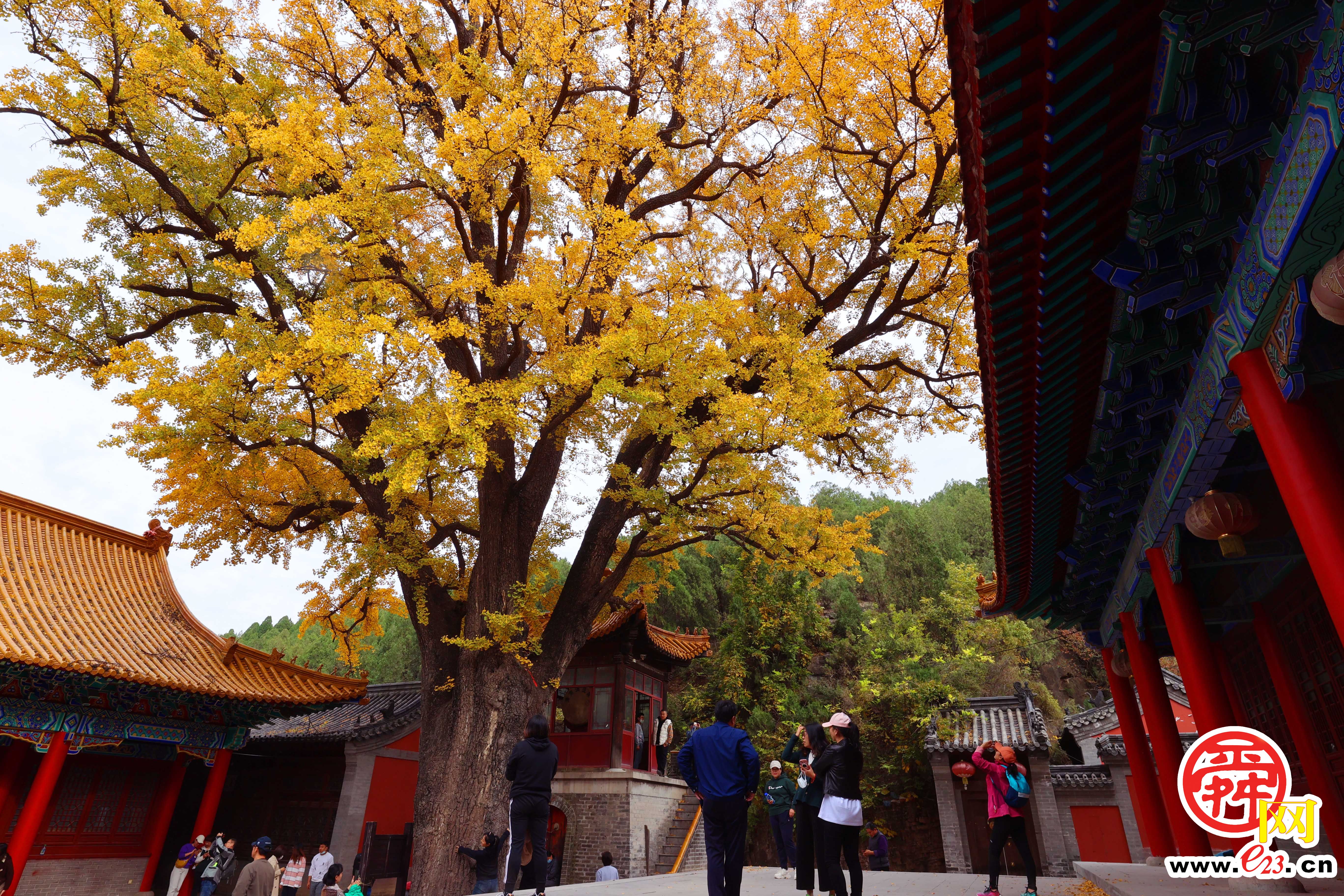 千年银杏树披金甲 青山之中好壮观