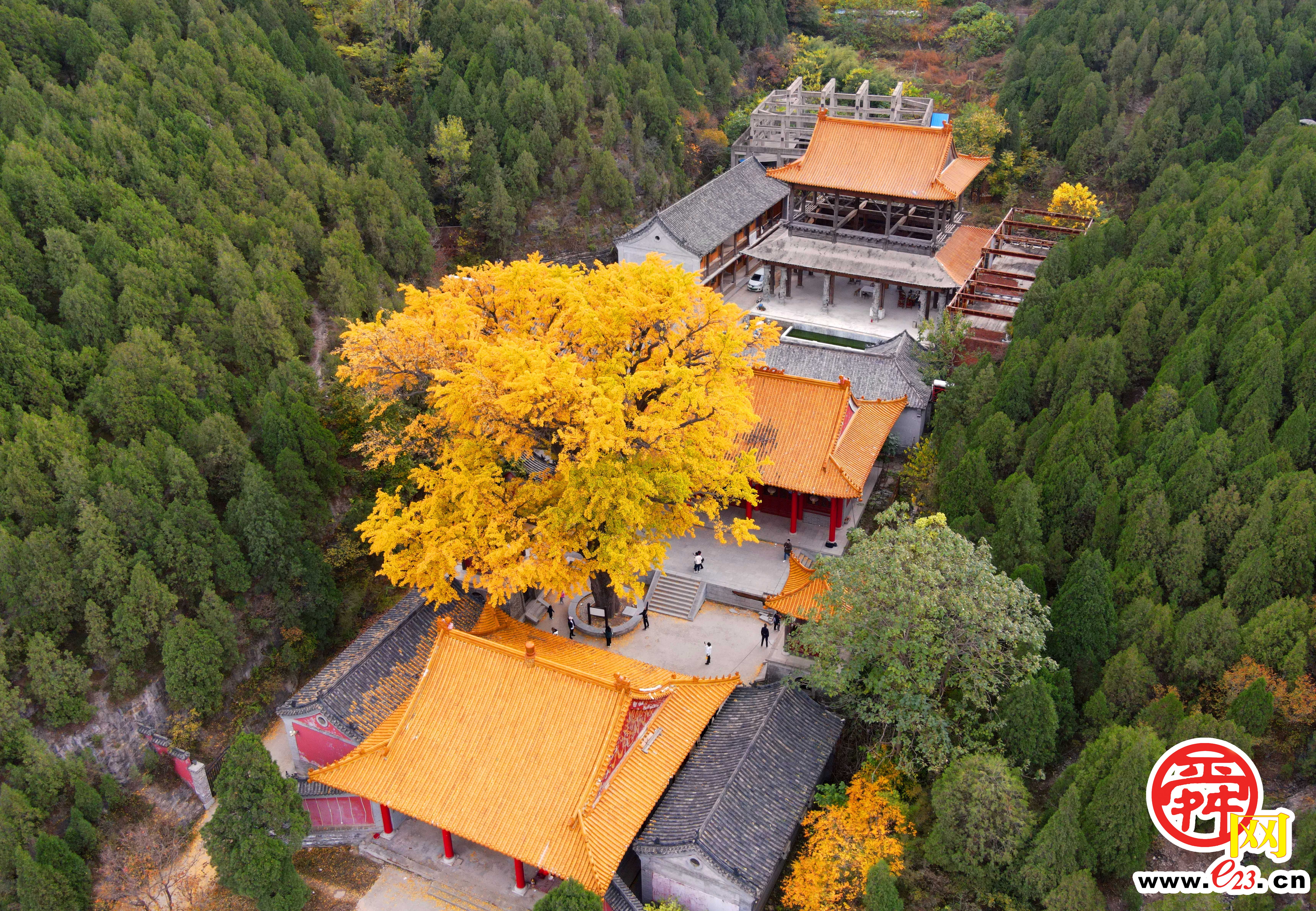 千年银杏树披金甲 青山之中好壮观