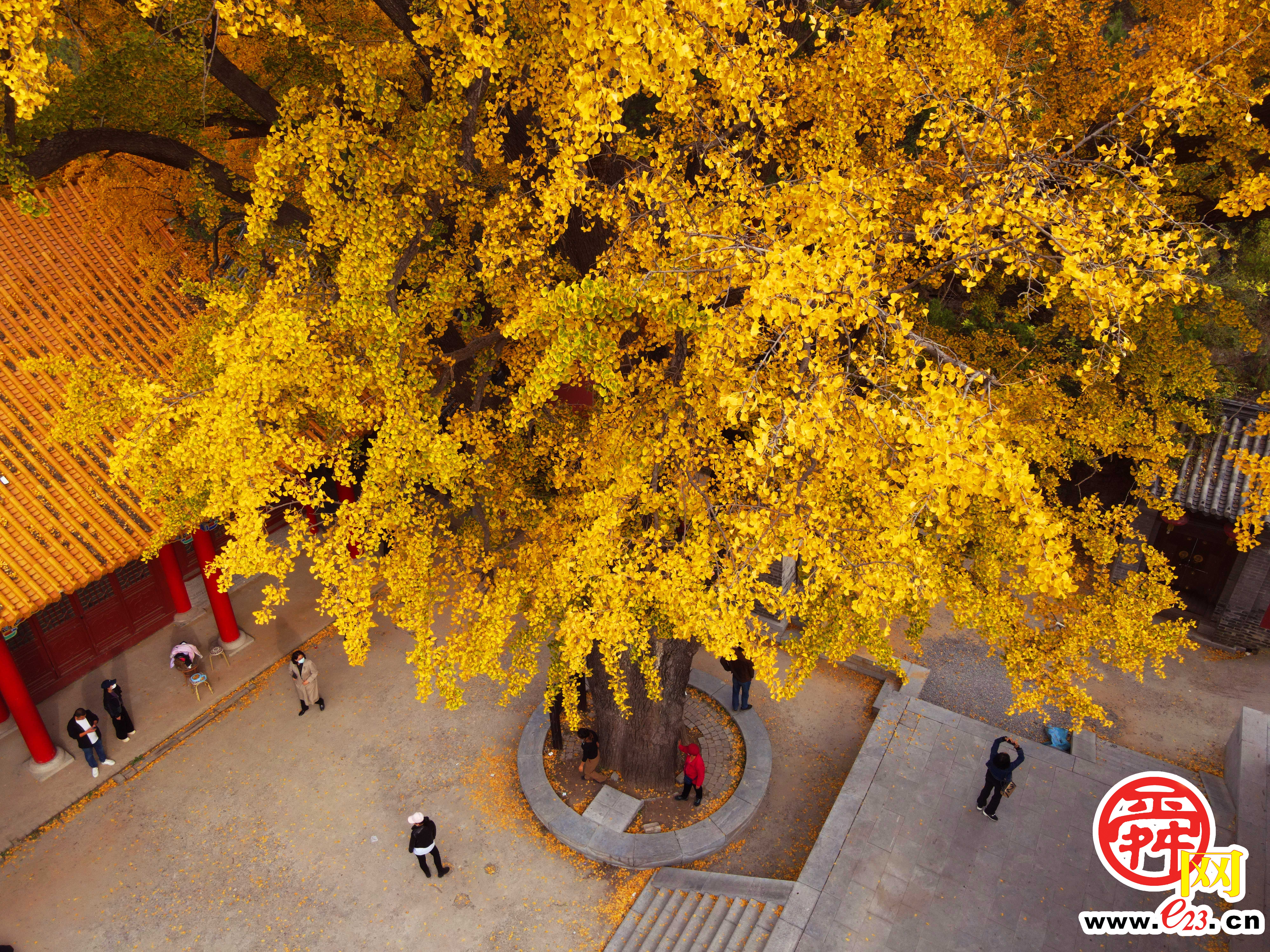 千年银杏树披金甲 青山之中好壮观