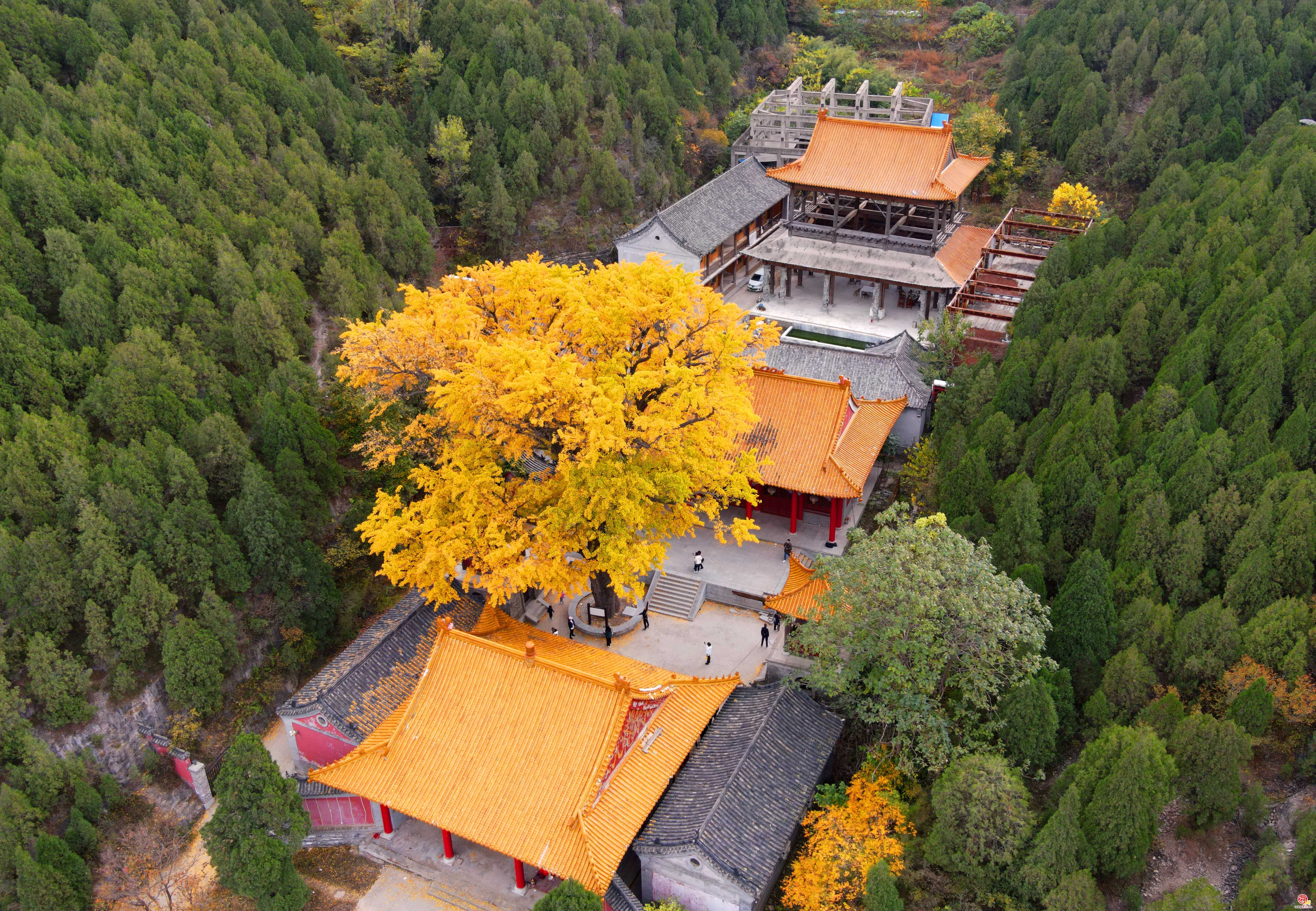 千年银杏披金甲