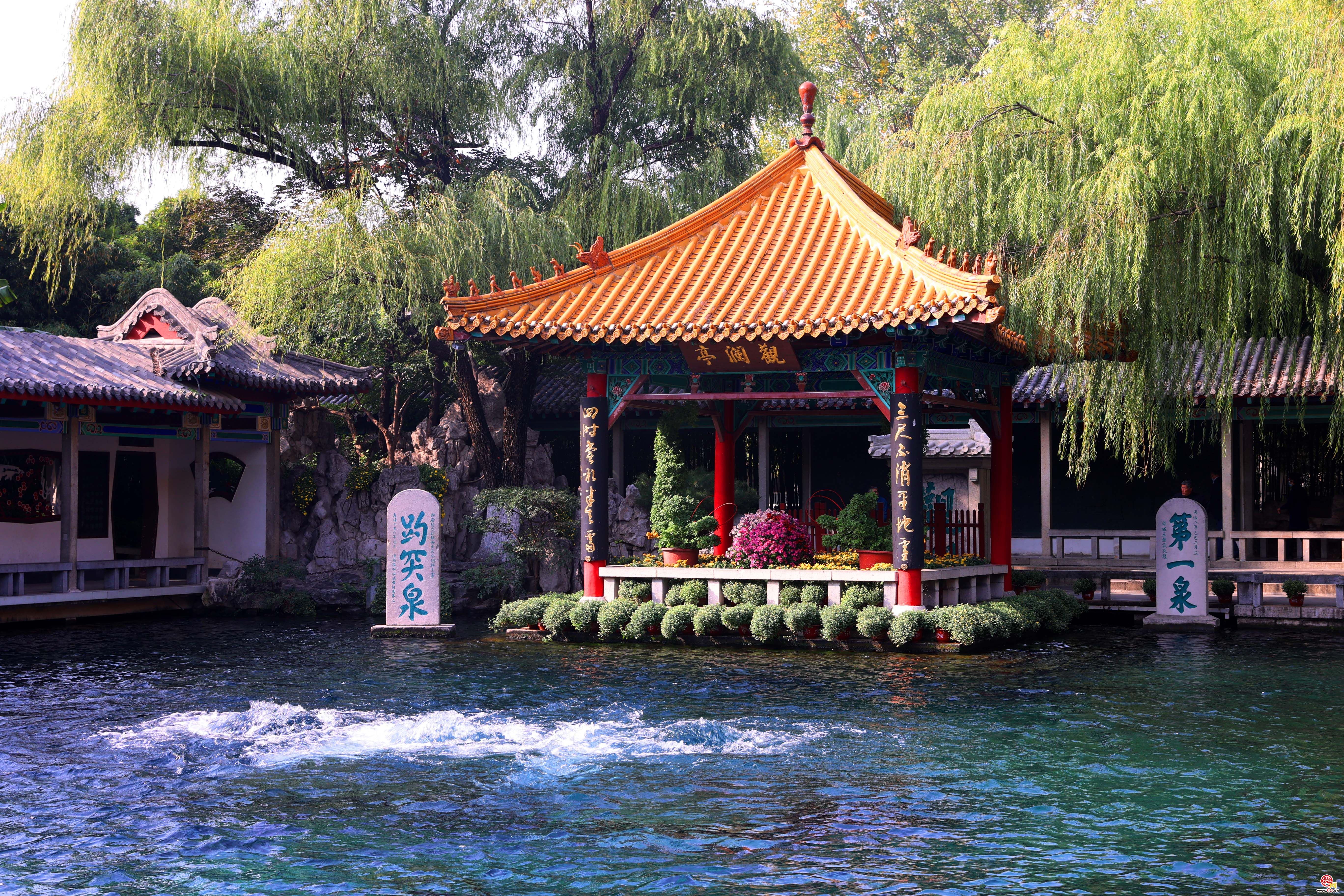 金秋菊展展期一个月 10万余盆菊花扮靓景区