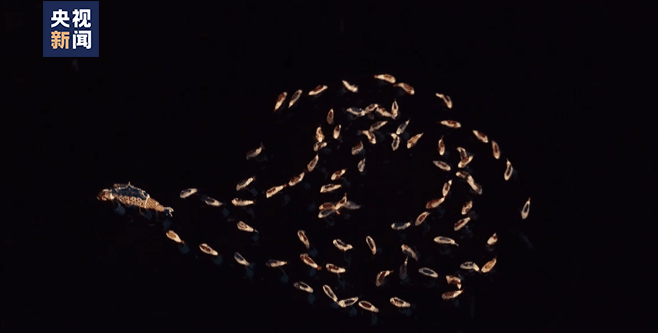 太美了!第一眼以为“鱼”在水里,没想到……