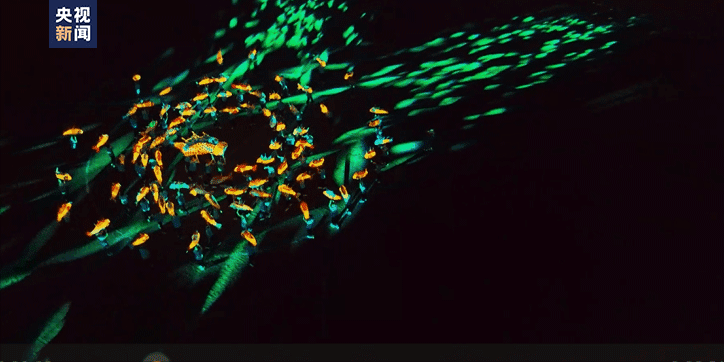 太美了!第一眼以为“鱼”在水里,没想到……