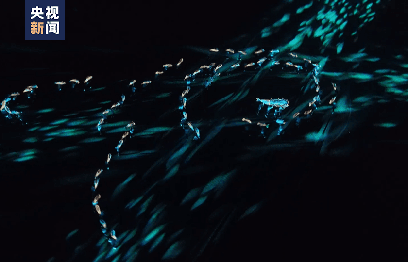 太美了!第一眼以为“鱼”在水里,没想到……