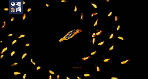 太美了!第一眼以为“鱼”在水里,没想到……