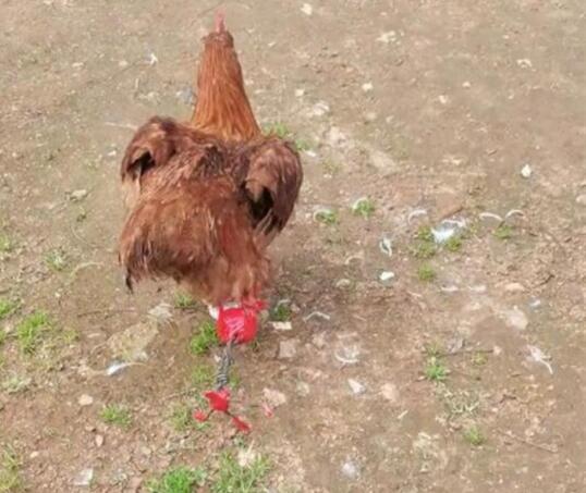 女子用铁丝为断腿公鸡做假肢 专业公鸡假肢需数千元