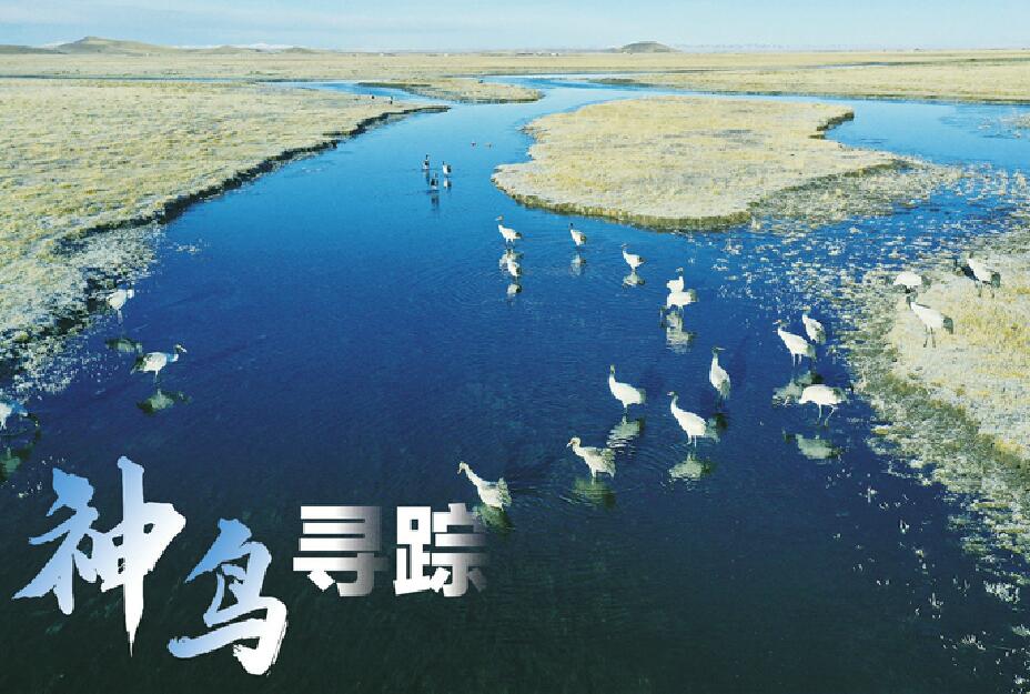 守望若尔盖湿地