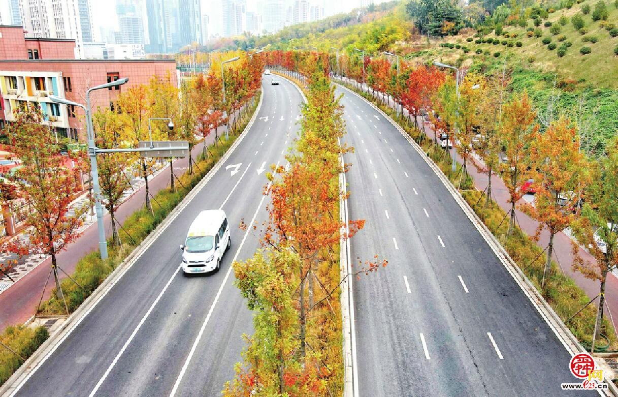 风起叶渐红 济南首次大规模栽种娜塔栎 CBD生态美景入画来