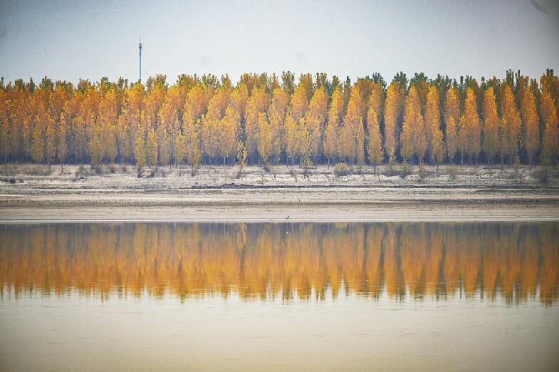 黄河畔，一抹金色醉初冬