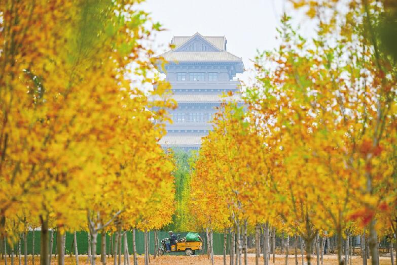 黄河畔，一抹金色醉初冬