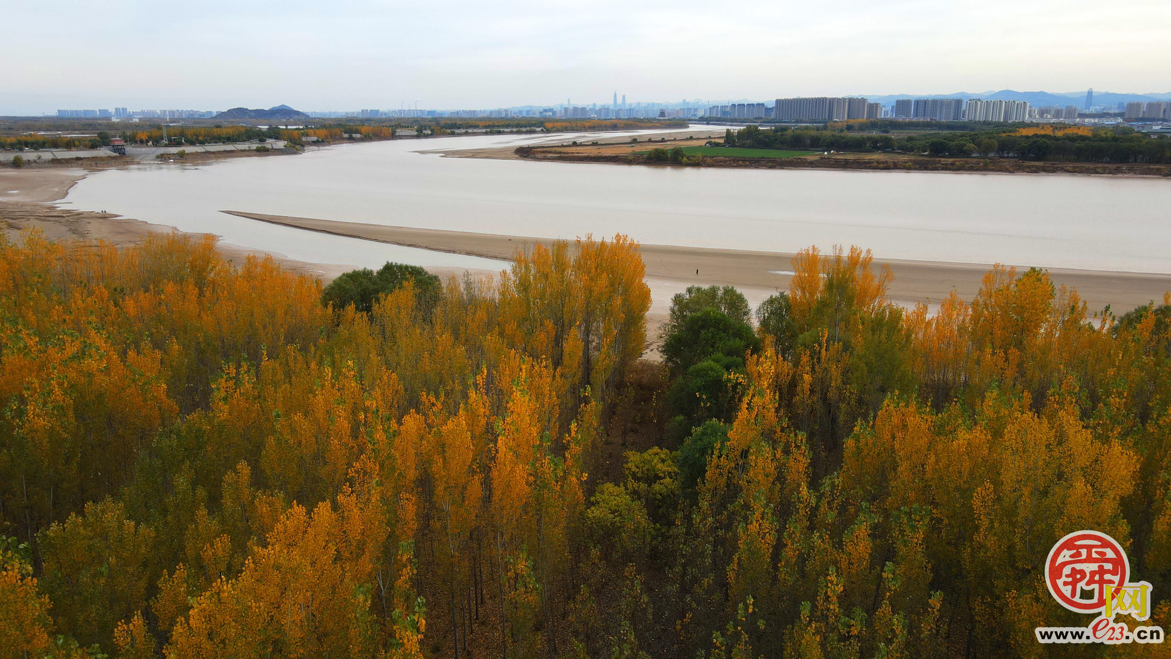 河床沙画岸树披金济南黄河畔形成初冬独特景致