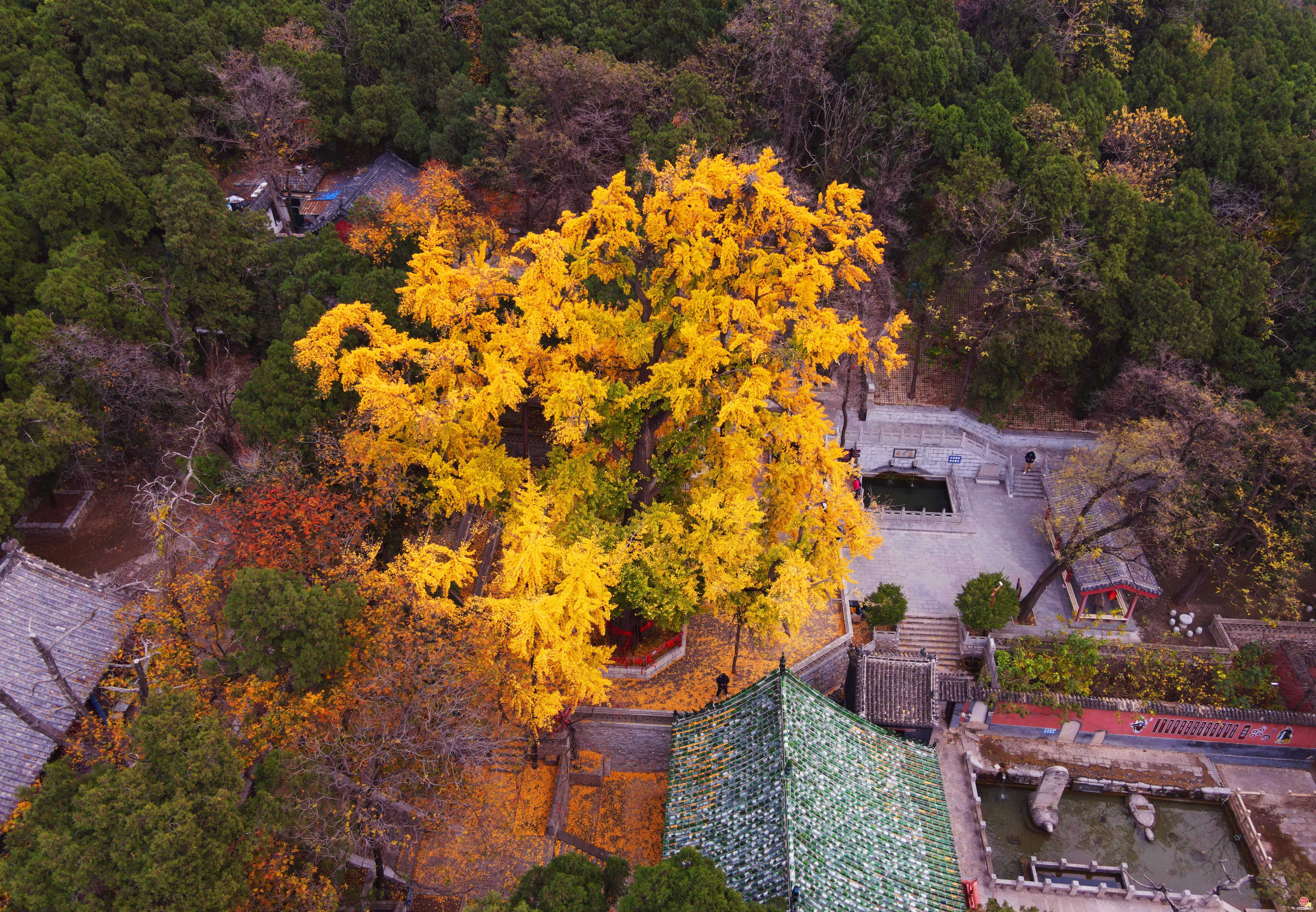 满地金黄银杏叶，2000多岁古银杏树迎最佳观赏期