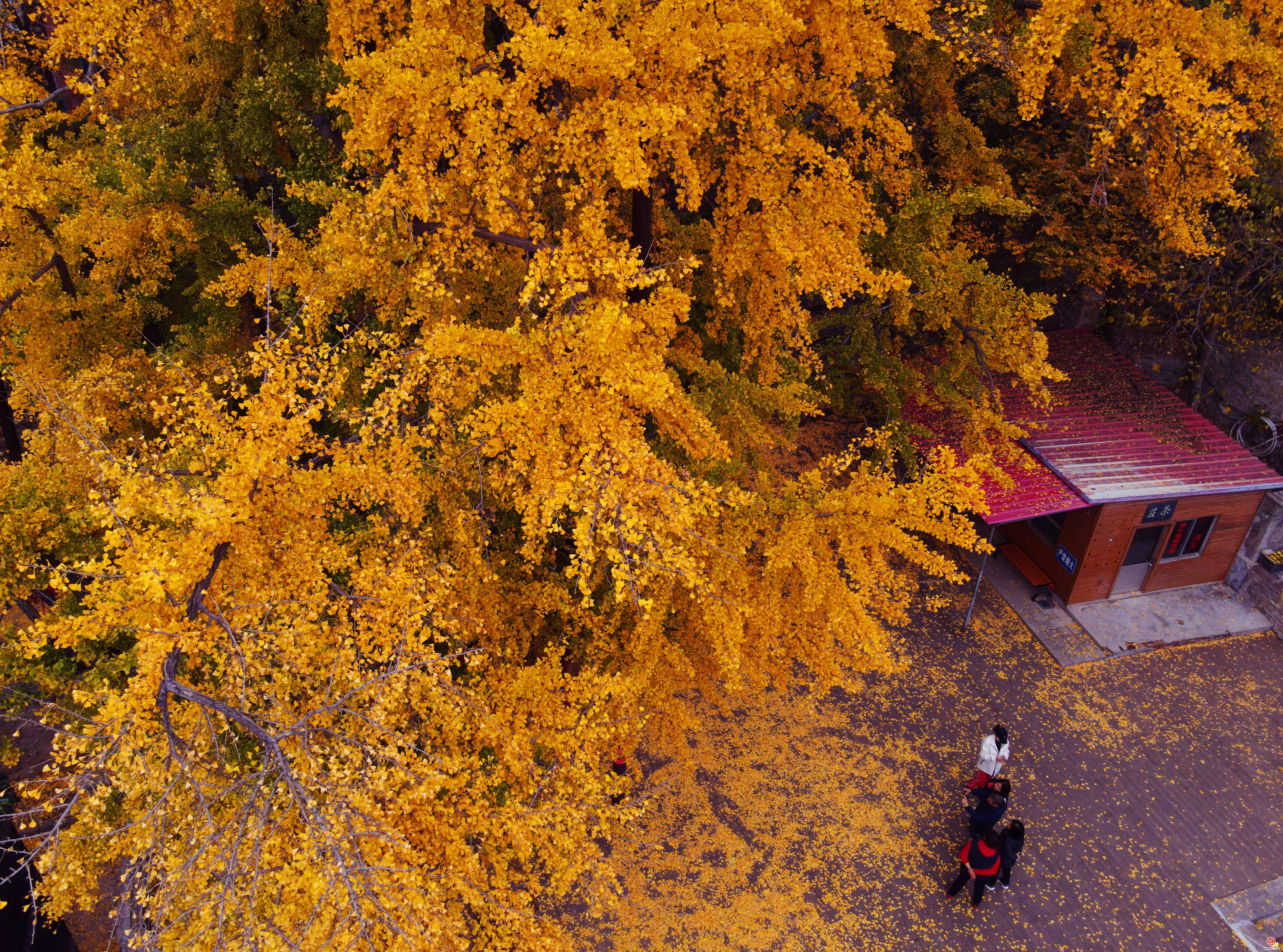 满地金黄银杏叶，2000多岁古银杏树迎最佳观赏期