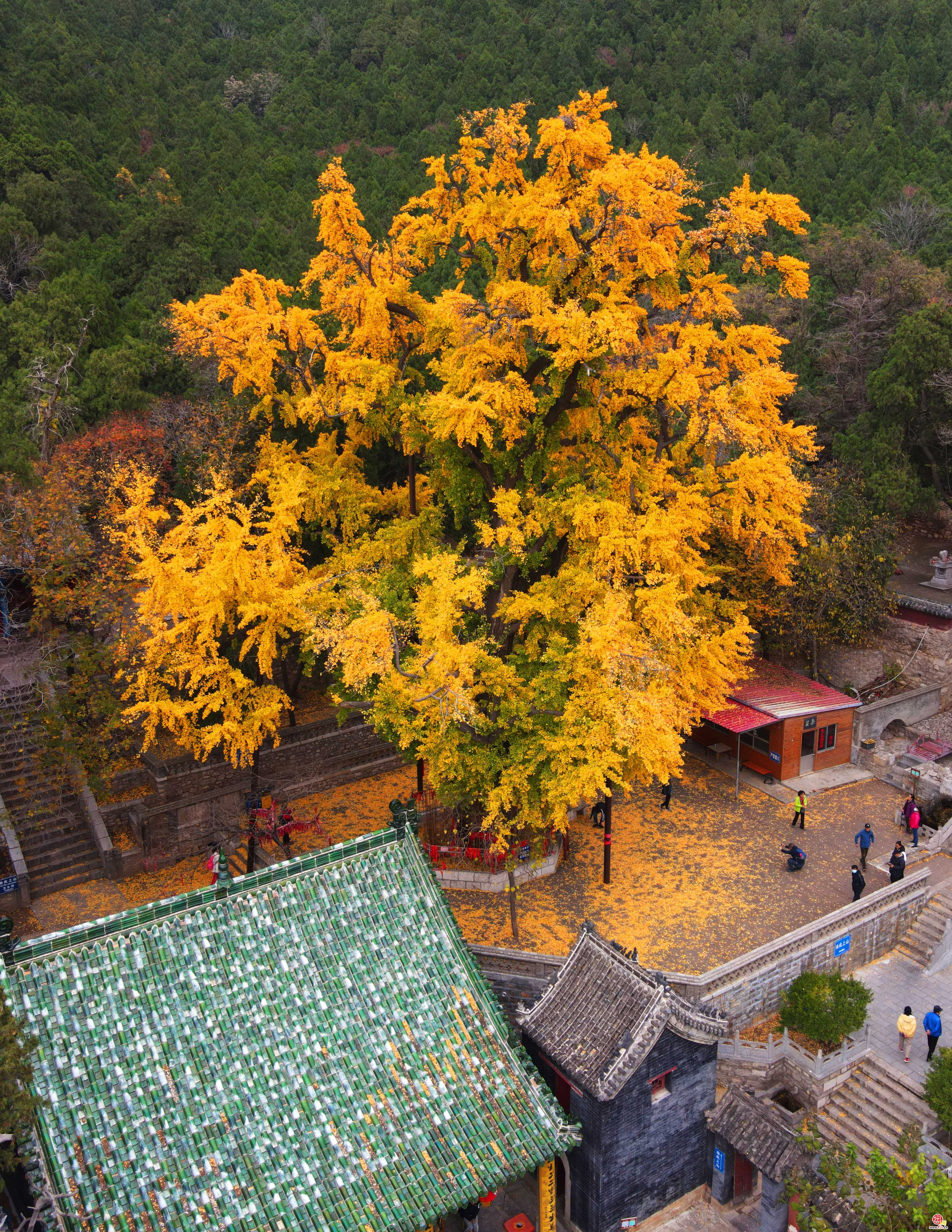 满地金黄银杏叶，2000多岁古银杏树迎最佳观赏期