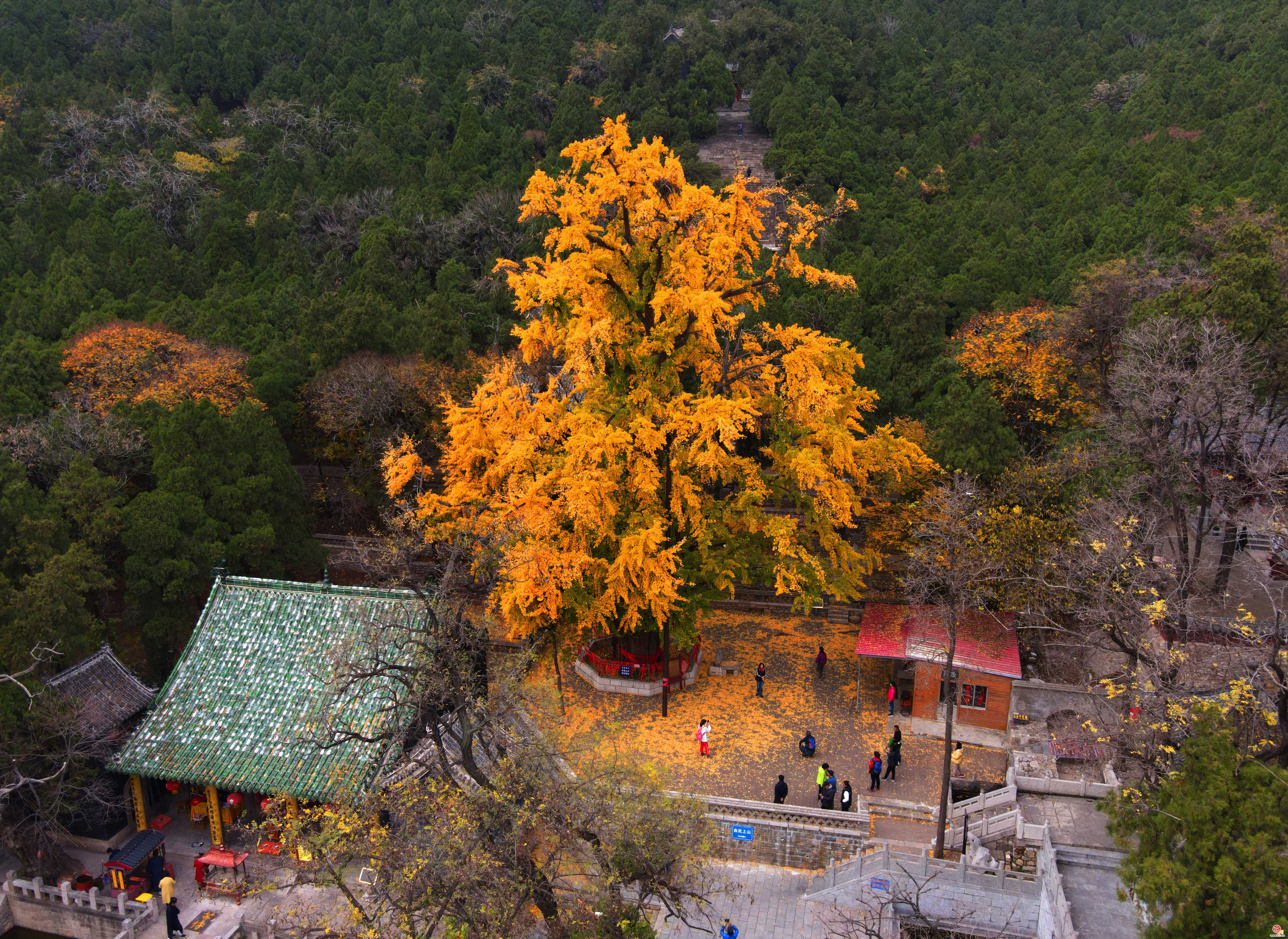 满地金黄银杏叶，2000多岁古银杏树迎最佳观赏期