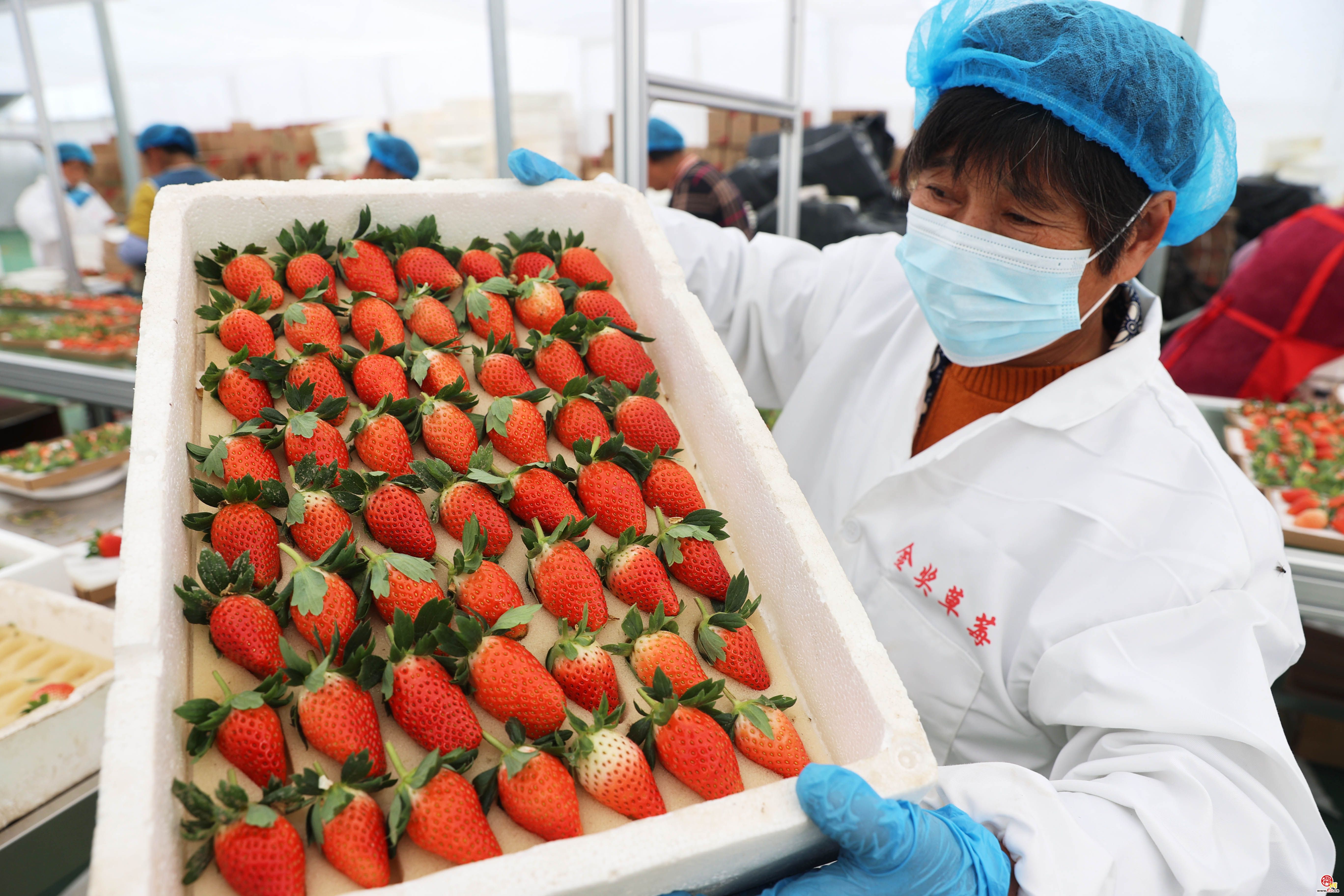 济南生态草莓抢鲜上市啦!