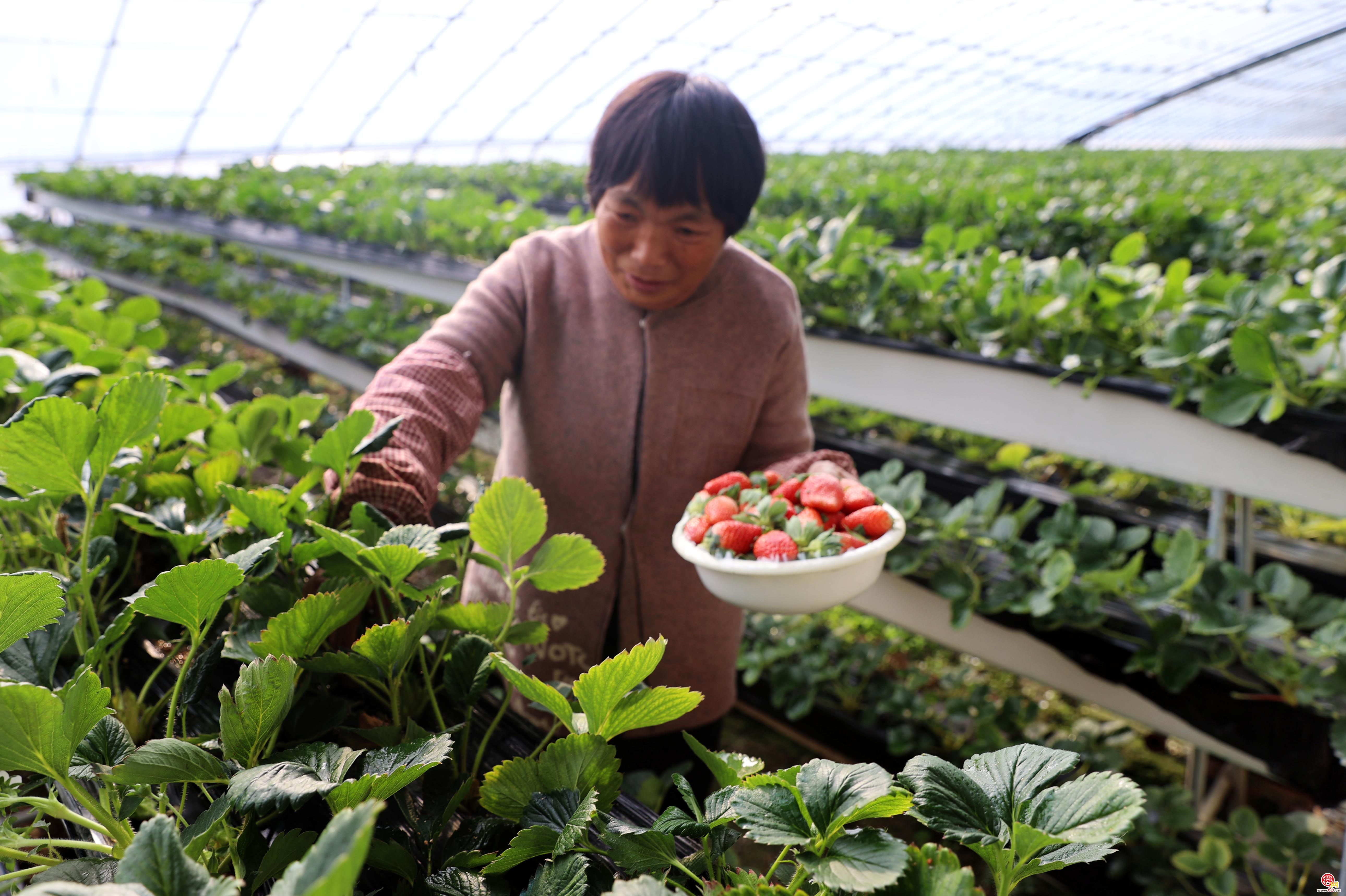 济南生态草莓抢鲜上市啦!