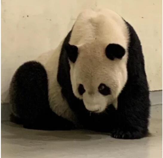 赠台大猫熊“团团”突发四次癫痫 后肢明显无力