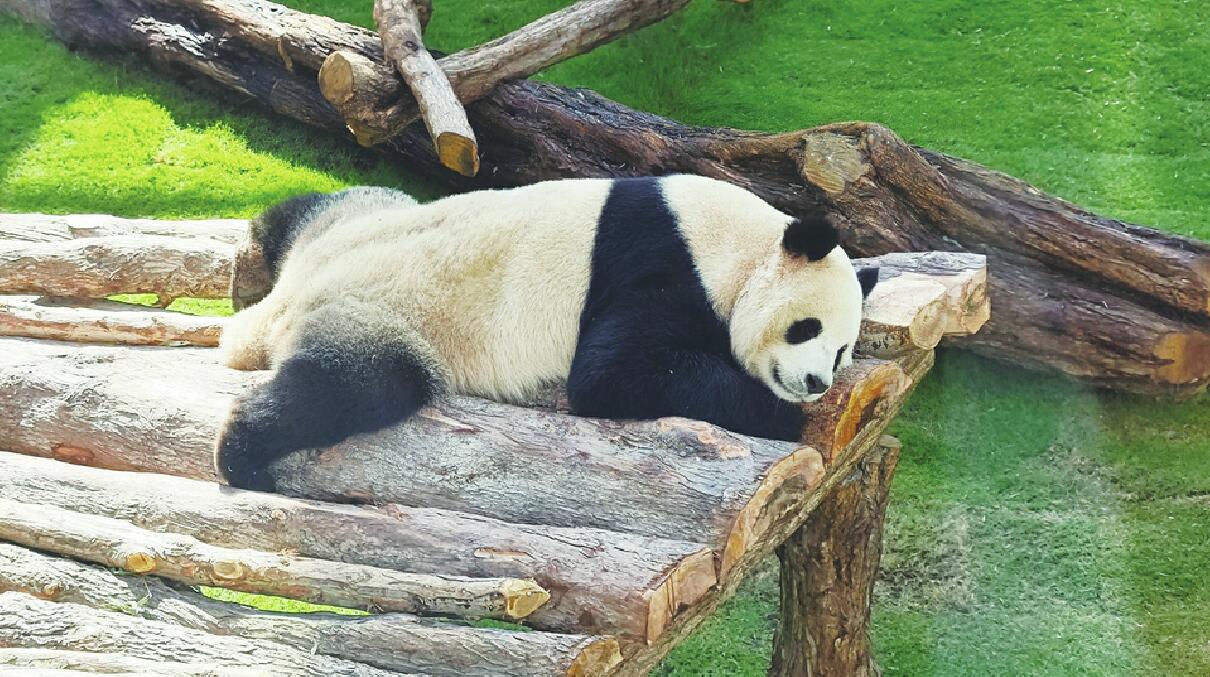 中国大熊猫,“走红”世界杯 新黄河记者探访卡塔尔多哈豪尔熊猫馆