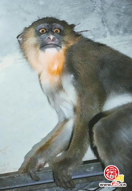 “辣妹子”嫁给“山东汉”！“京剧脸谱猴”山魈家族上新