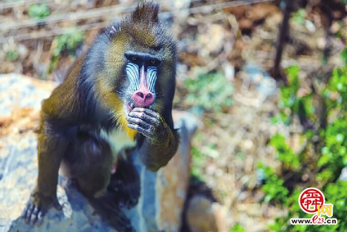 “辣妹子”嫁给“山东汉”！“京剧脸谱猴”山魈家族上新
