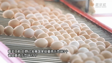 新华全媒+｜山东巨野：细分市场 鸡蛋做成十亿级产业