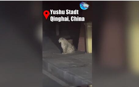 GLOBALink | Schneeleopard auf der Straße in Qinghai, China, gesichtet