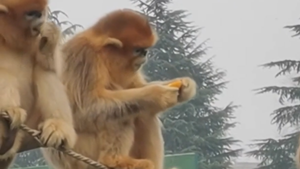 Золотистые курносые обезьяны в центре спасения диких животных на северо-западе Китая