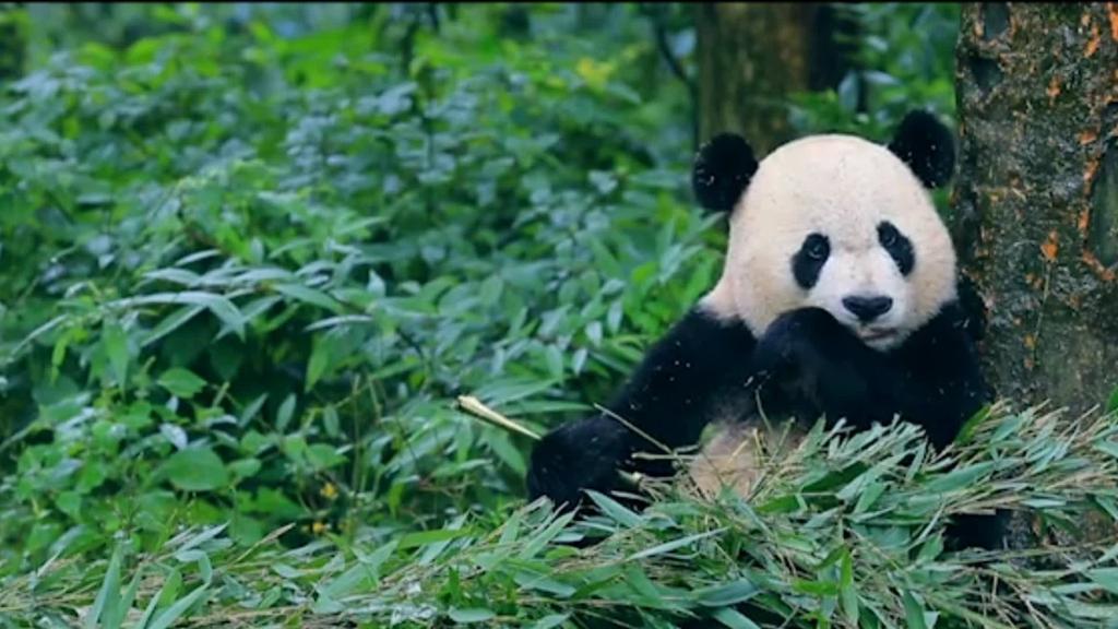 China pavilion of COP15 celebrates theme day of giant panda's hometown