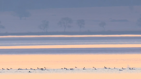 Водно-болотные угодья на северо-востоке Китая привлекают все большее количество перелетных птиц
