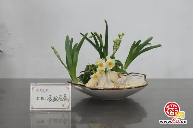 济南天下第一泉风景区迎春花展暨第十届水仙花展开幕啦