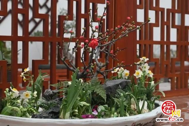 济南天下第一泉风景区迎春花展暨第十届水仙花展开幕啦