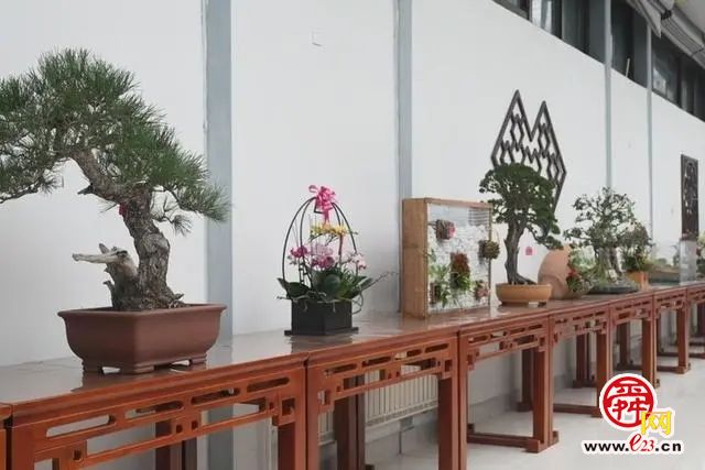 济南天下第一泉风景区迎春花展暨第十届水仙花展开幕啦