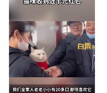 女子带猫回家过年 猫收到千元红包成家中一宝