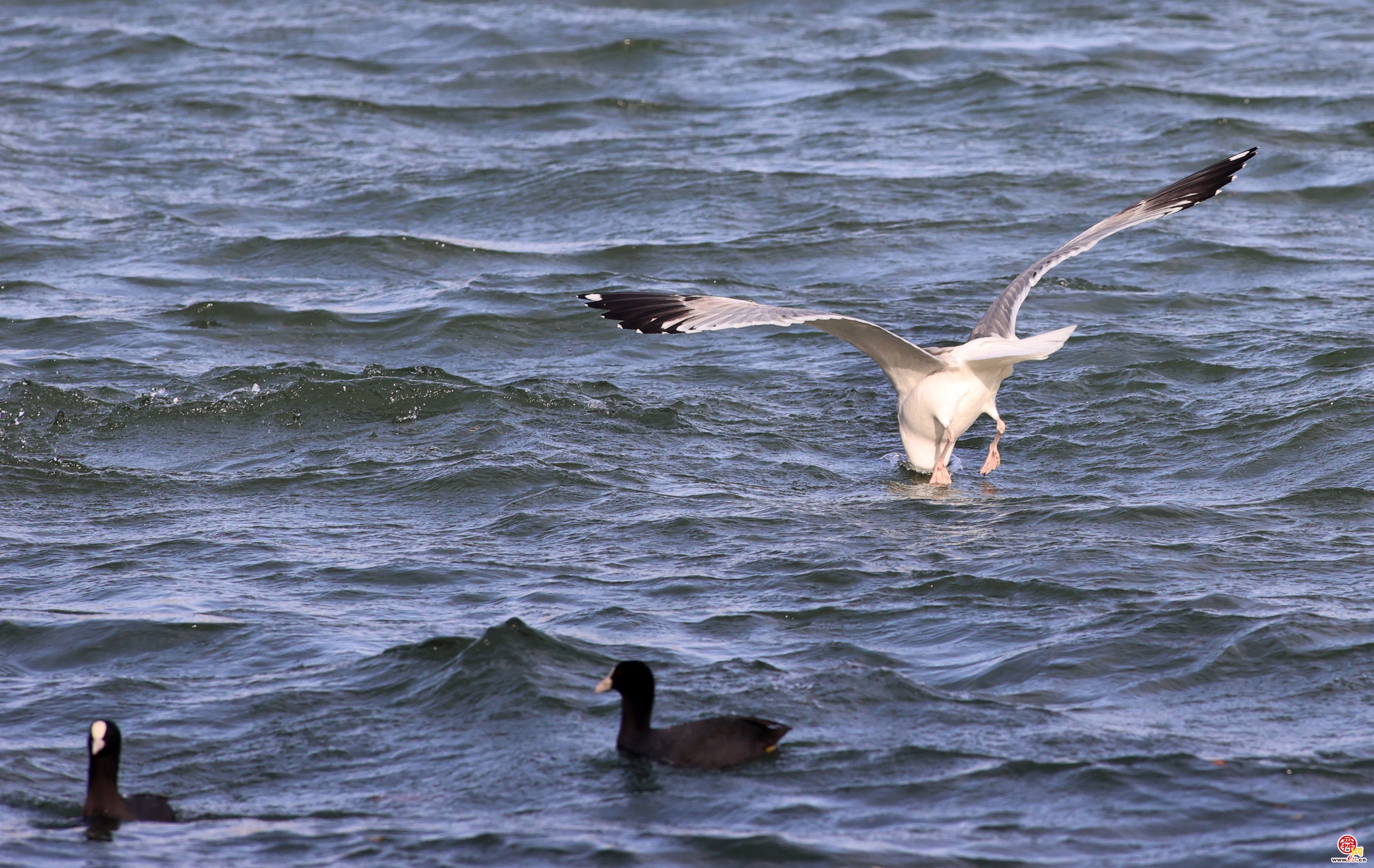 大明湖上银鸥飞舞嬉戏追逐，成为济南亮丽风景！