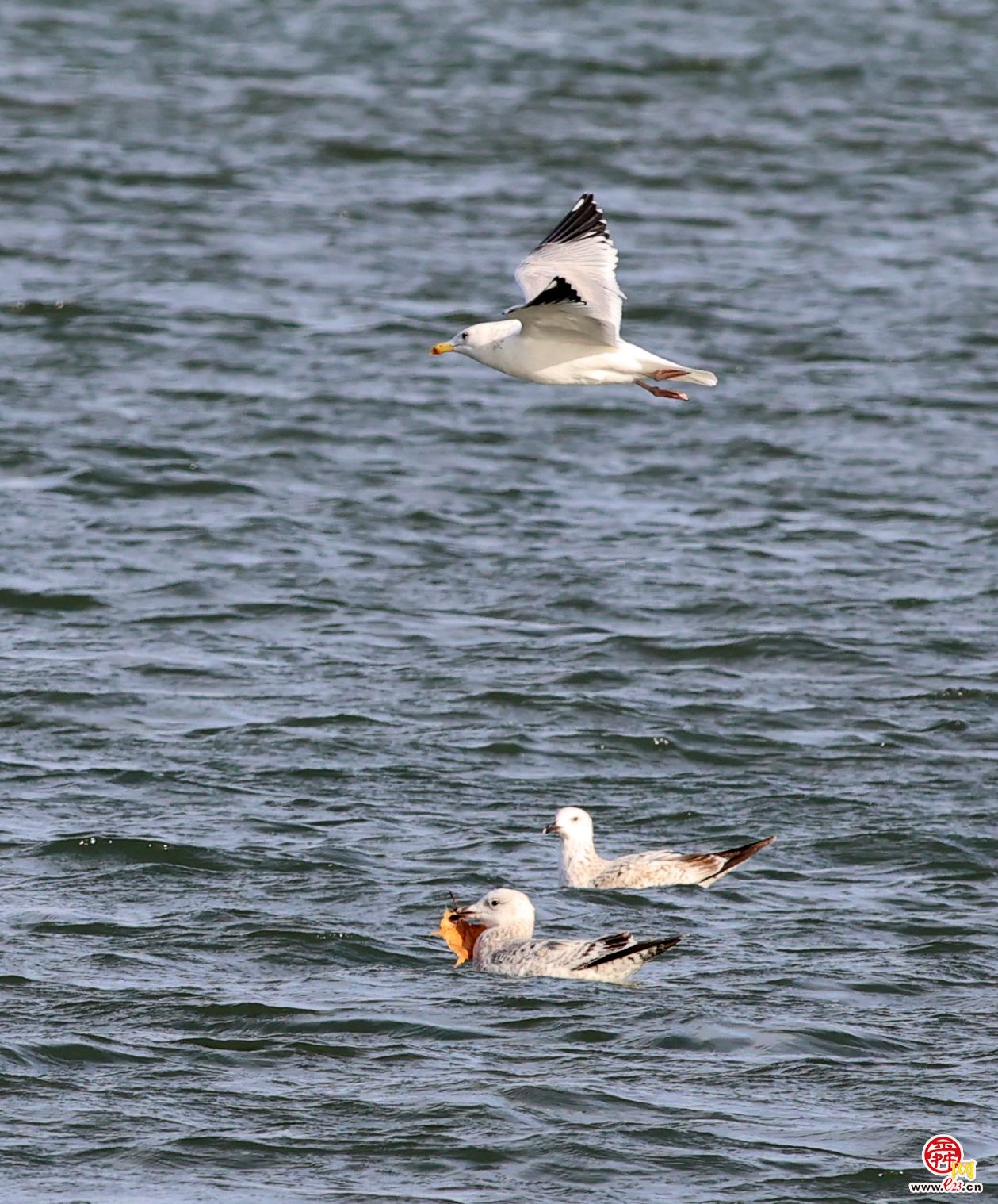 大明湖上银鸥飞舞嬉戏追逐，成为济南亮丽风景！