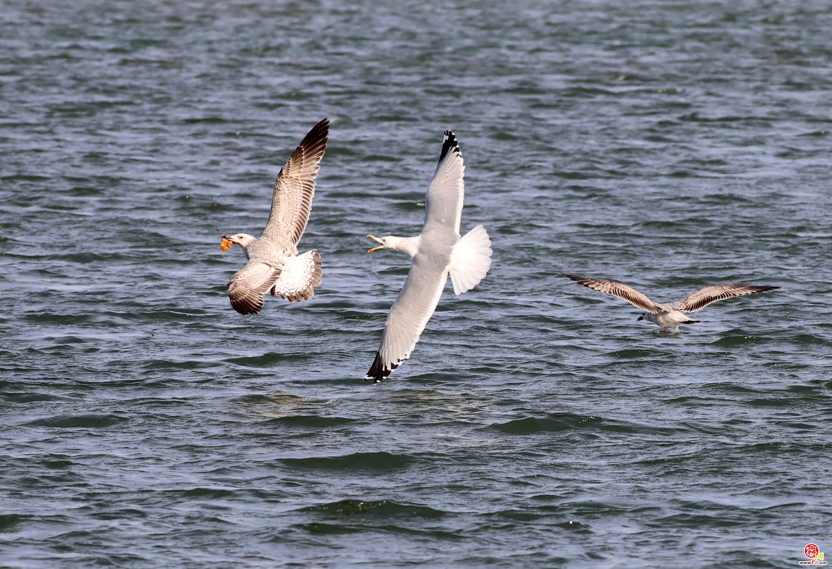 大明湖上银鸥飞舞嬉戏追逐，成为济南亮丽风景！